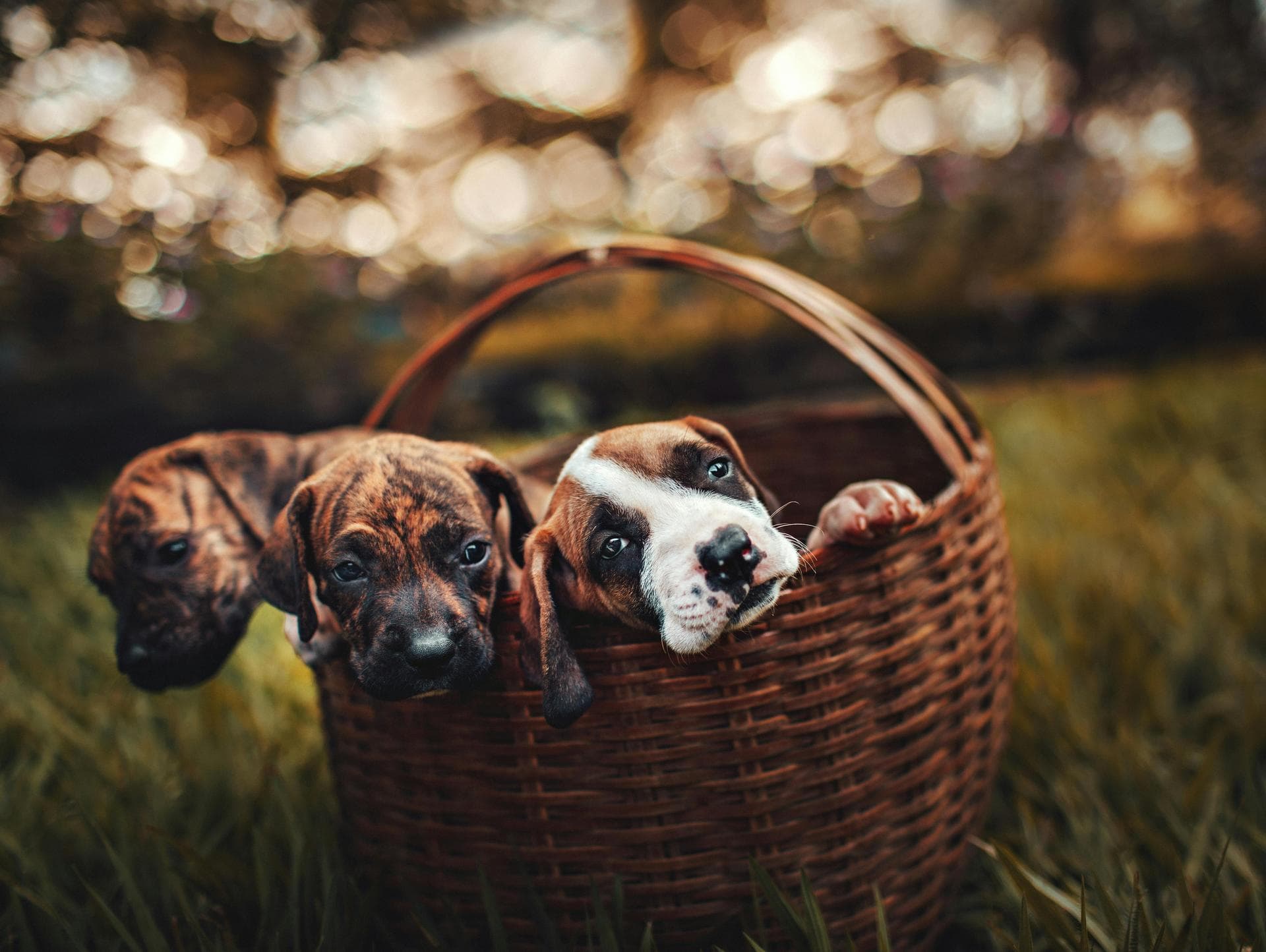 Rabbit Spay Castrate Neutering Prices in Slough