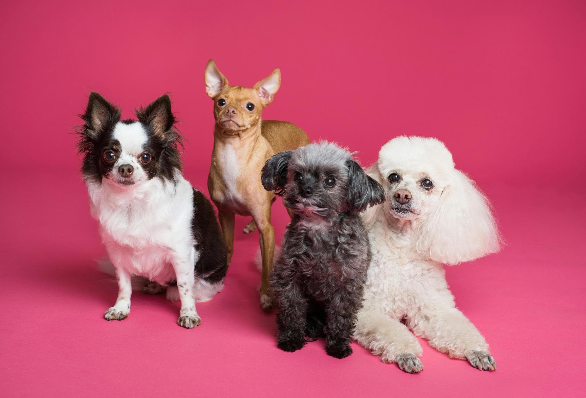 Dog Euthanasia Put Down Prices in Slough
