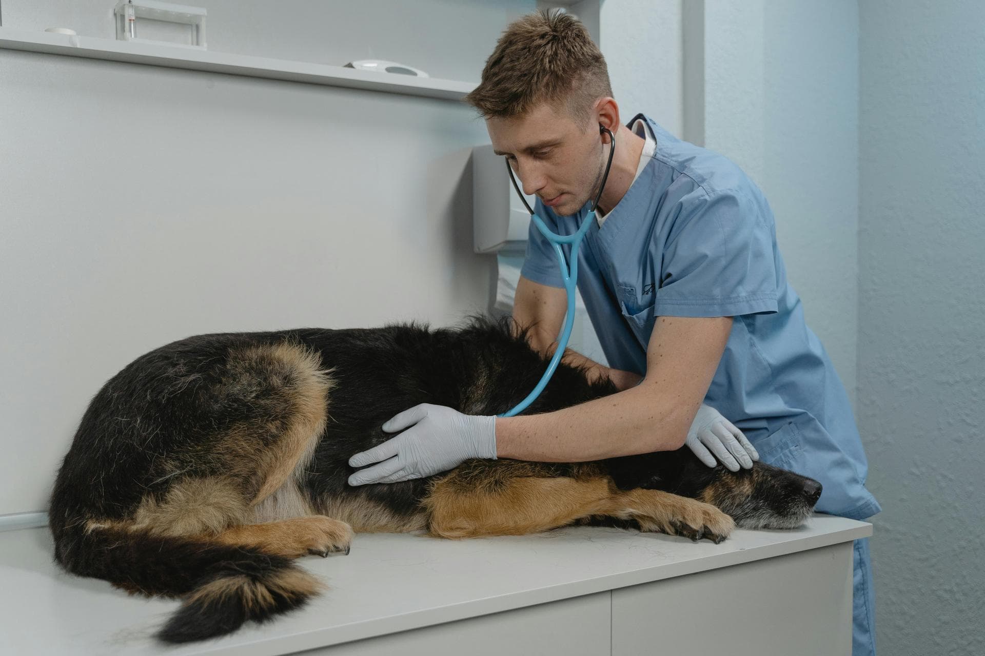 Rabbit Vaccinations Vhd Myxo Prices in Slough